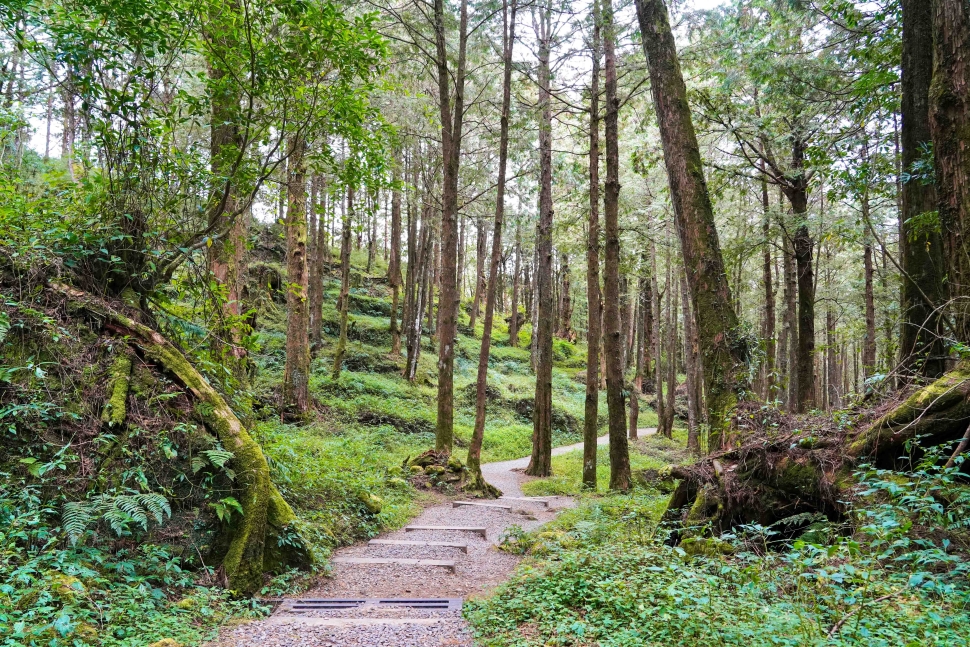 中秋連假免開車遊阿里山，享受兩天一夜山林之旅