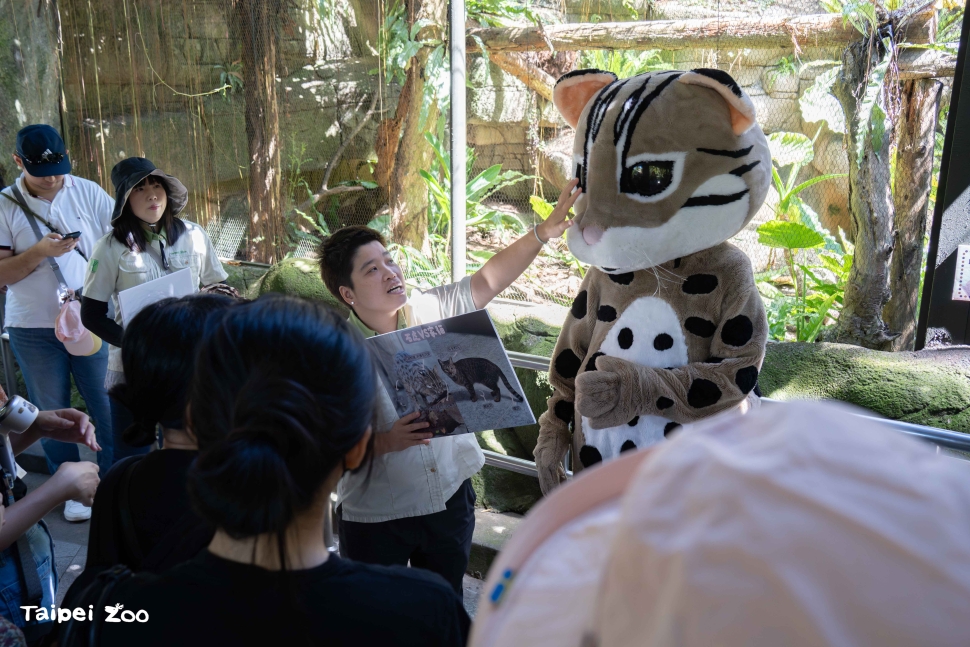 響應十月五日「石虎日」 臺北動物園世界動物日呼籲攜手守護石虎