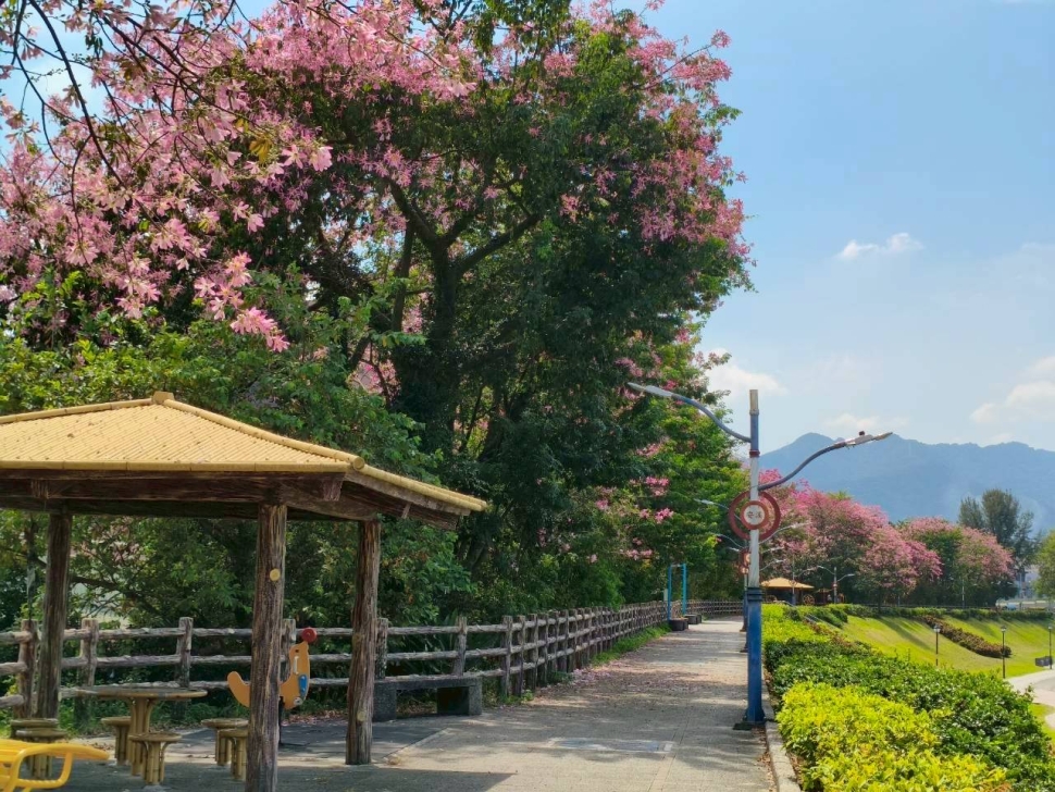 賞美人趁現在 初秋漫遊淡水、三峽享夢幻花海美景