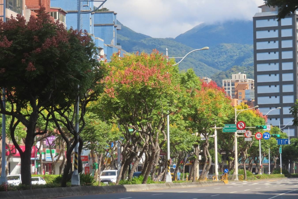 欒樹變身慶雙十 天母忠誠商圈色彩斑斕