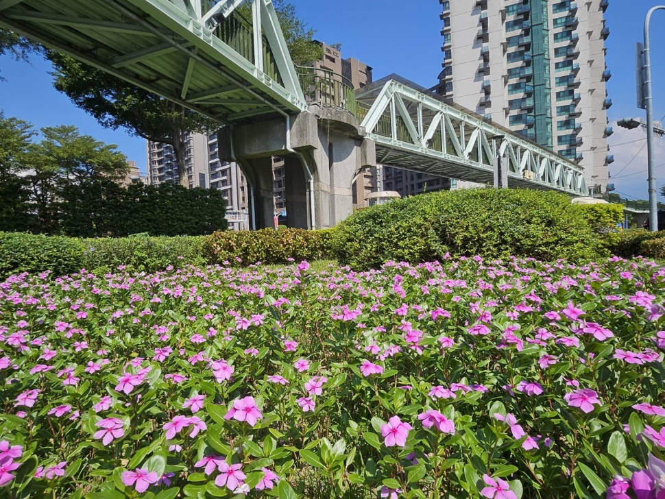 找回老三重人的記憶 秀英花芳蹤再現 三重區槽化島秀綠意