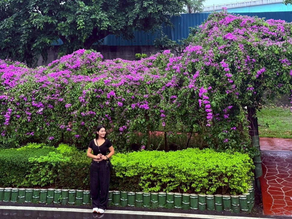 紫色花海夢幻降臨！新北景觀處精選三處「蒜香藤」花瀑秘境 邀您搶拍浪漫秋景