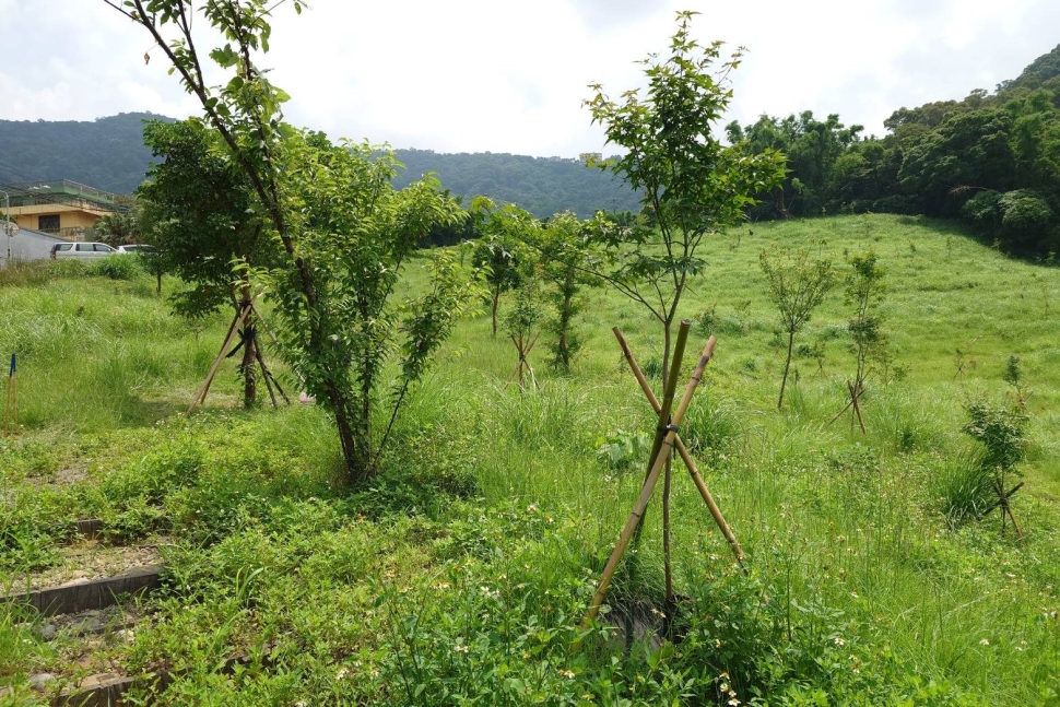 一起種下未來，大地處號召企業打造城市綠色碳倉！