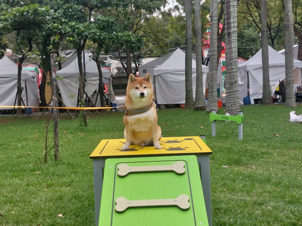 2025新北毛寶貝狂想曲樂遊耶誕趴隆重登場 寵物遊具搶先亮相