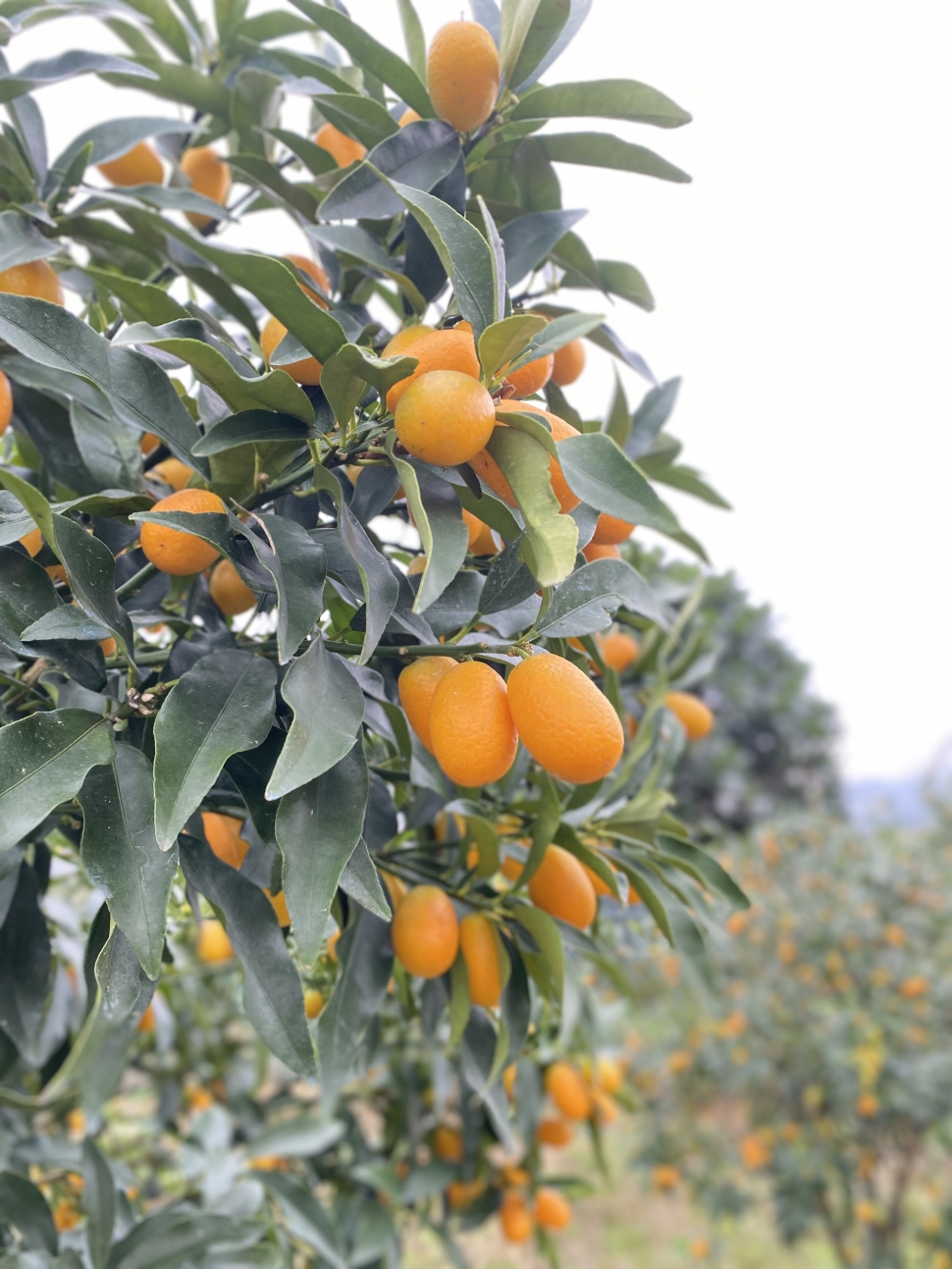 金柑好味來襲！創意新品與蘭陽金柑輕旅食光地圖全面公開