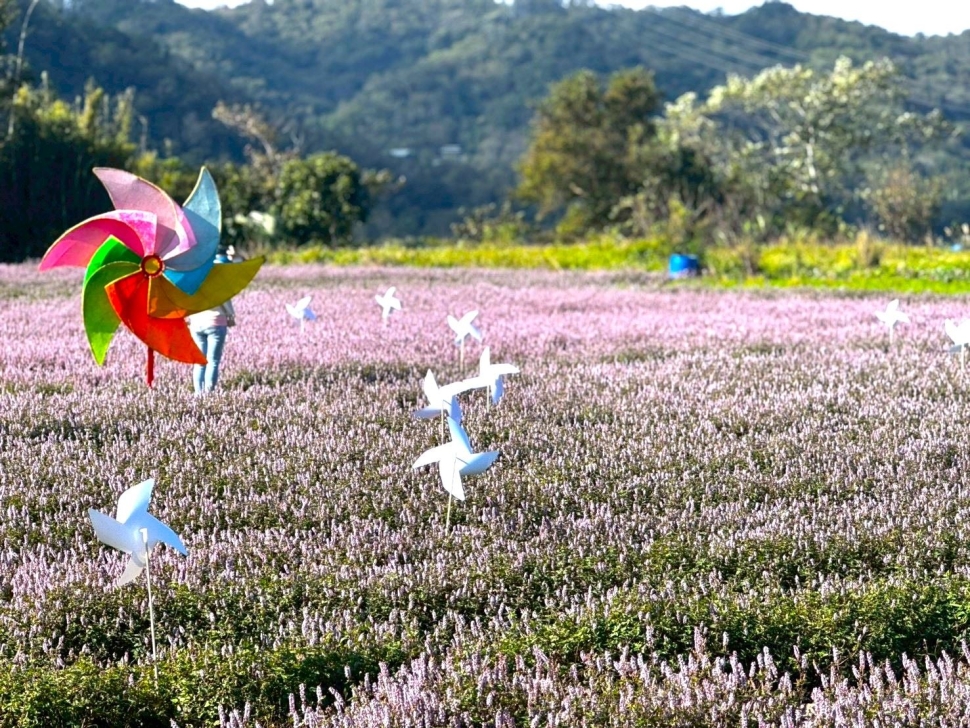 冬季限定農遊花季盛典 關西仙草節今浪漫登場