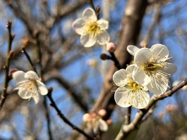 「梅」你不行的冬天 就來楠西賞花、採果、泡溫泉