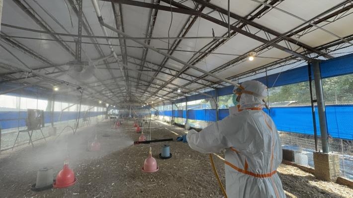 南市蛋中雞場確診禽流感 動保處呼籲養禽業者落實生物安全