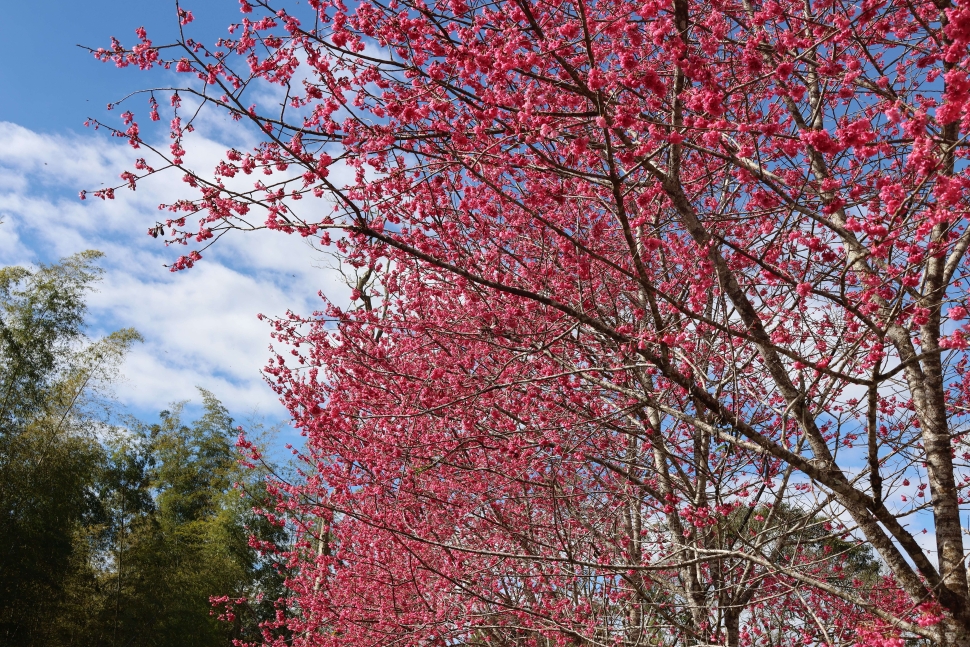 2026草嶺石壁櫻花季2/17-3/1浪漫登場 縣長張麗善:來雲林賞櫻 感受春天氣息