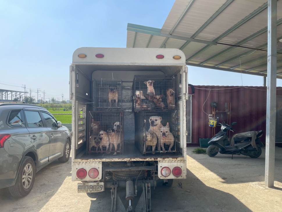 嘉縣近期查獲兩起犬隻疑遭割聲帶案，已移送偵辦