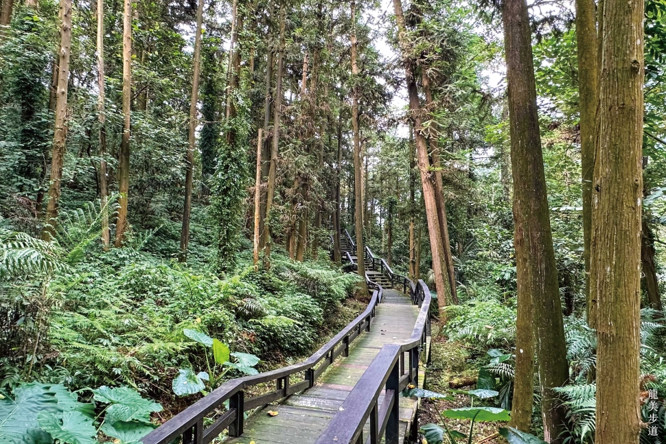 阿里山腳下親子賞螢熱點 美食×體驗×夜間生態一次玩