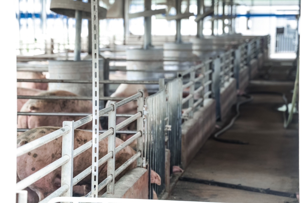 參訪彰化牧場及品嚐在地豬肉美食 卓揆：攜手產業持續拓銷臺灣豬肉至國際多元市場