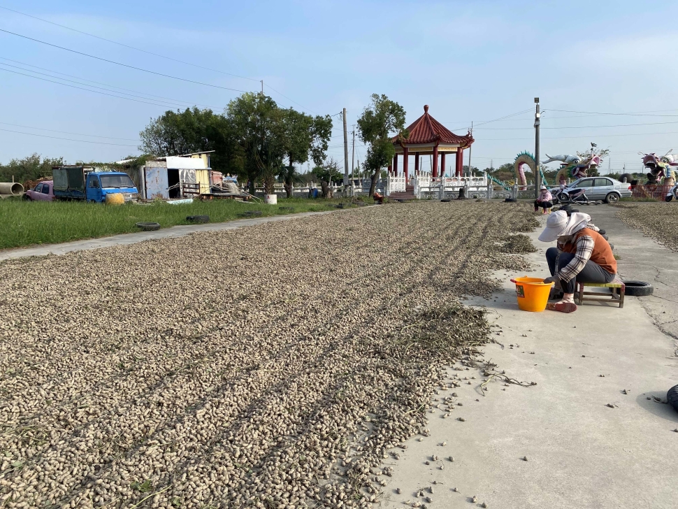 面對美國花生零關稅衝擊 張麗善喊話中央:妥善規劃因應方案 保障在地產業及農民收益