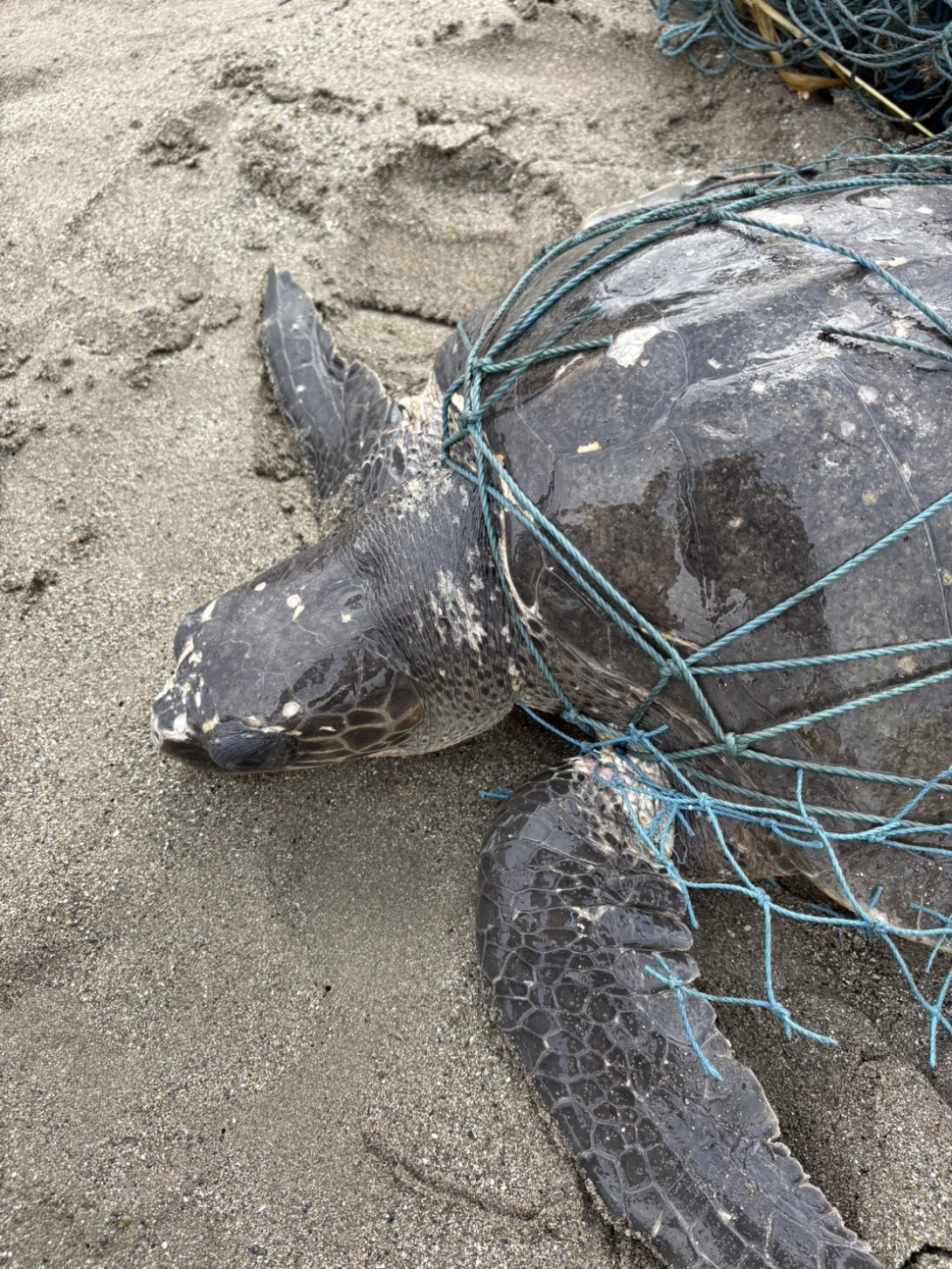 杉原灣海龜遭漁網纏困　海岸巡邏員即刻救援