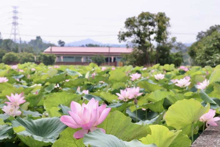 2026白河蓮花季開跑  黃偉哲邀賞白河「夏日花海盛宴」