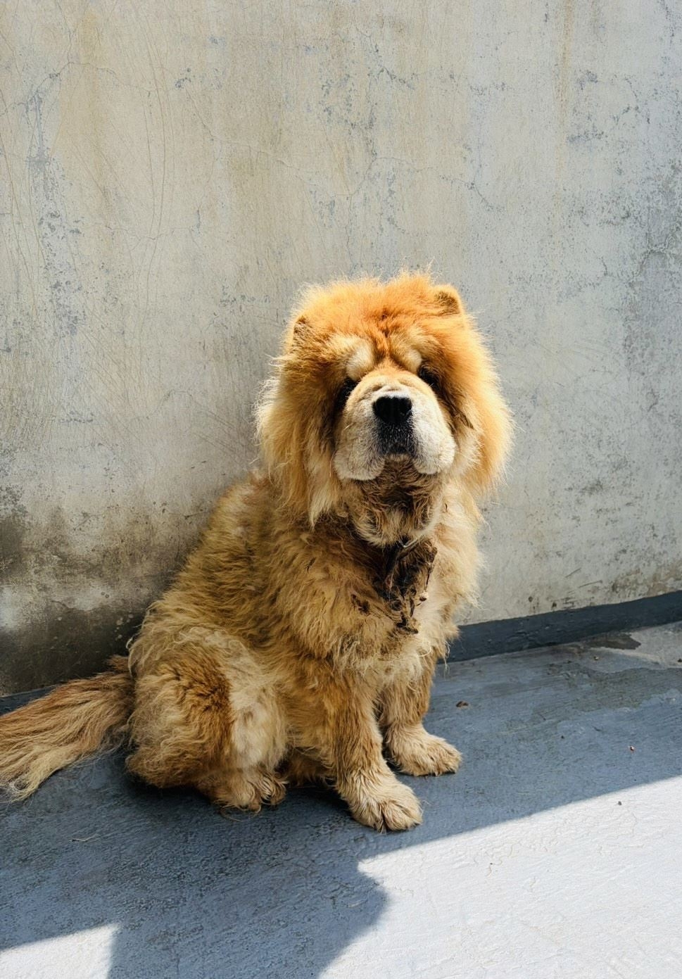 嚴懲棄養！嘉義縣家畜所開罰鬆獅犬飼主11萬元