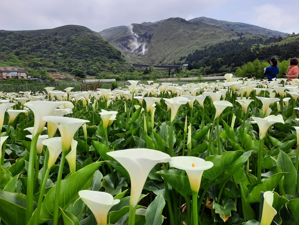 陽管處攜手農友推動友善農業　共創竹子湖生態共好