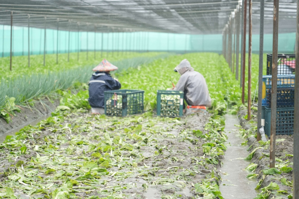 張麗善勘查葉菜產區災情　要求加速查報協助復耕