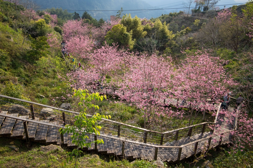 石棹步道群推茶香療癒旅行　體驗森林慢遊