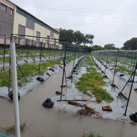 8月下旬豪雨造成農作物受損 臺南市農業天然災害現金救助8月25日起受理